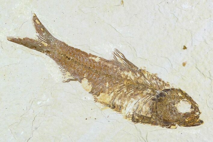 Fossil Fish Plate (Knightia) - Wyoming #108293